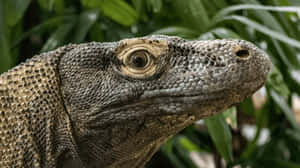 Komodo Dragon Close Up Wallpaper