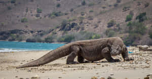 Komodo Dragon Coastal Stroll Wallpaper