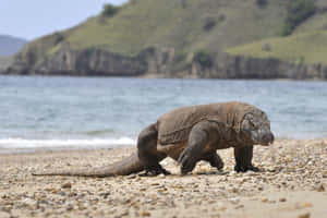 Komodo Dragon Coastal Stroll Wallpaper