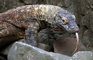 Komodo Dragon Flicking Tongue Wallpaper