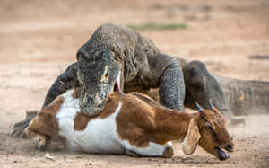 Komodo Dragon Hunting Goat.jpg Wallpaper