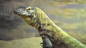 Komodo Dragon Monitor Lizard Beside The Lake Wallpaper