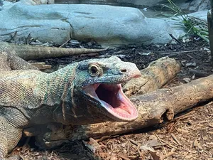 Komodo Dragon Mouth Agape Wallpaper