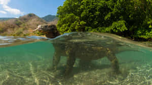 Komodo Dragon On Komodo Island Wallpaper