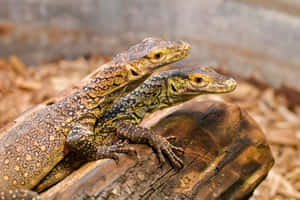 Komodo Dragon Pair Resting Wallpaper