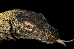 Komodo Dragon Portrait Black Background Wallpaper