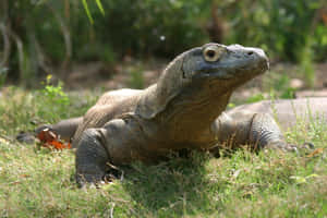 Komodo Dragon Restingin Sunlight Wallpaper