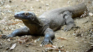 Komodo Dragon Restingon Ground.jpg Wallpaper