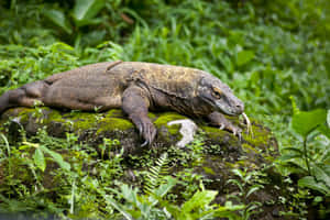 Komodo Dragon Restingon Rock Wallpaper