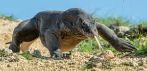 Komodo Dragon Stalking Prey Wallpaper