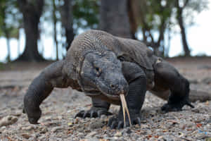 Komodo Dragon Stalking Prey Wallpaper