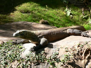 Komodo Dragon Sunbathingon Rock Wallpaper