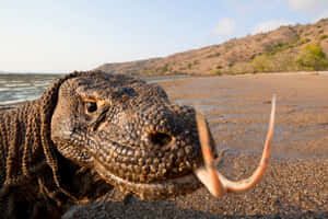 Komodo Dragon Up Close Beach View Wallpaper