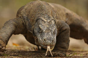 Komodo Dragon Up Close.jpg Wallpaper