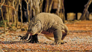 Komodo Dragonin Natural Habitat.jpg Wallpaper