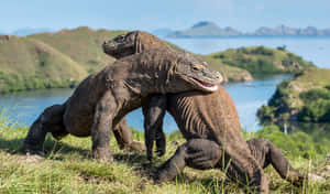 Komodo Dragons Dominance Display Wallpaper