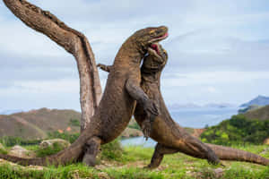 Komodo Dragons Fighting Display Wallpaper