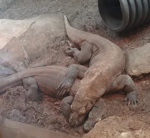 Komodo Dragons Resting Wallpaper