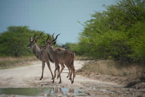 Kudu Antelopeson Safari Path Wallpaper