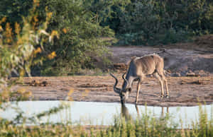 Kudu Drinkingat Waterhole Wallpaper