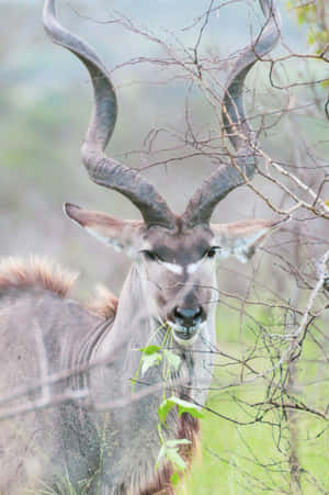 Kudu With Twisted Horns Wallpaper