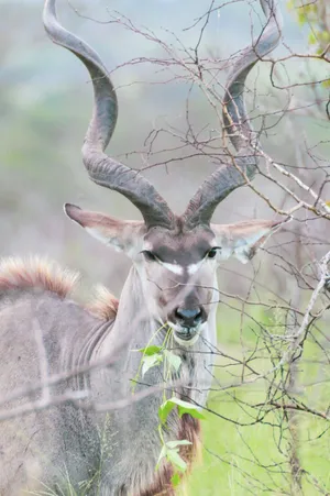 Kudu With Twisted Horns Wallpaper