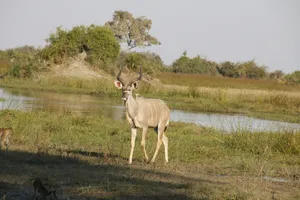 Kudubythe Waterhole Wallpaper