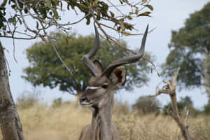 Kuduin Savanna Setting.jpg Wallpaper