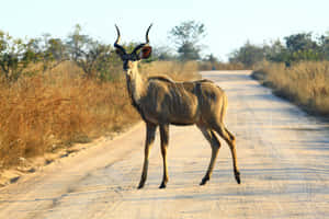 Kuduon Dirt Road Africa.jpg Wallpaper