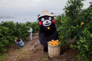 Kumamon Harvesting Citrus Wallpaper