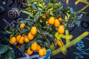 Kumquat Fruits Plant High Angle Shot Wallpaper