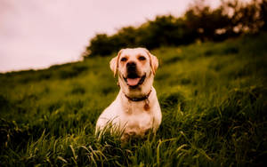 Labrador In A Grass Field Wallpaper