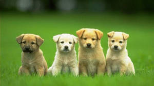 Labrador Puppy Desktop Hd Wallpaper