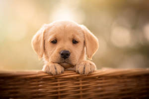 Labrador Puppy Photography Wallpaper