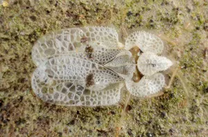 Lace Bug Camouflagedon Bark Wallpaper