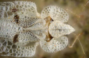 Lace Bug Detailed Macro Photography Wallpaper
