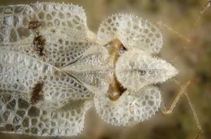 Lace Bug Detailed Macro Photography Wallpaper