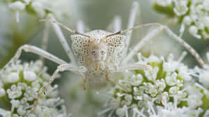 Lace Bug On White Flowers Wallpaper