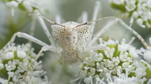 Lace Bug On White Flowers Wallpaper