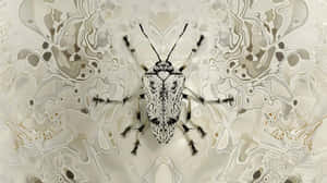 Lace Bugon Abstract Background Wallpaper