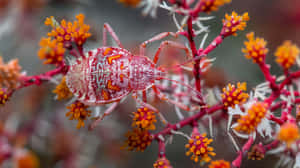 Lace Bugon Colorful Flora.jpg Wallpaper