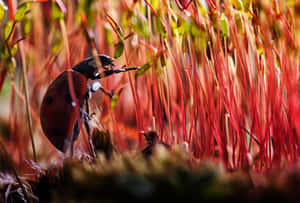 Ladybird Exploring Mossy Forest Floor Wallpaper