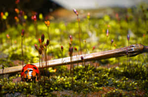 Ladybird Exploring Mossy Terrain Wallpaper