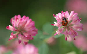 Ladybirdon Clover Blossom Wallpaper