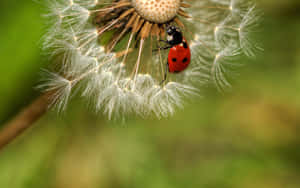 Ladybirdon Dandelion Seed Head Wallpaper