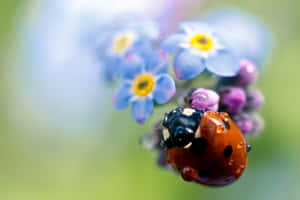 Ladybirdon Dewy Forget Me Nots Wallpaper