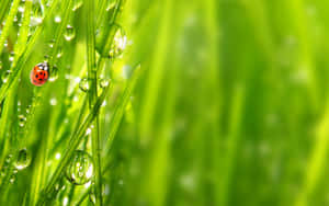 Ladybirdon Dewy Grass.jpg Wallpaper