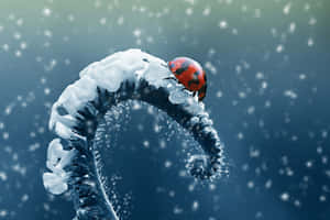 Ladybirdon Frosty Plant Stem Wallpaper