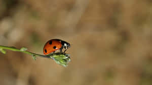 Ladybirdon Green Stem Wallpaper