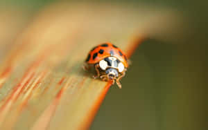 Ladybirdon Leaf Closeup Wallpaper